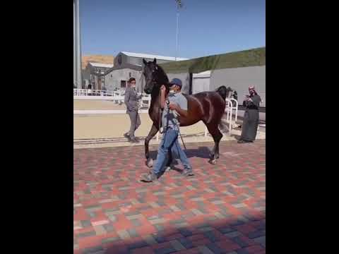 HATEM ATHBAH👑 ALIHANDRO x ESPERANZZA AL VENTUR ) ما شاااء الله تبارك الرحمن ❤👑