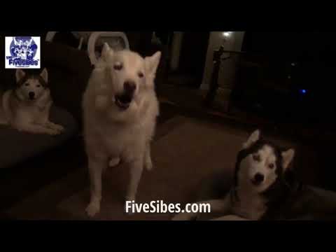 #FiveSibes Howling Huskies Sing a Tune!