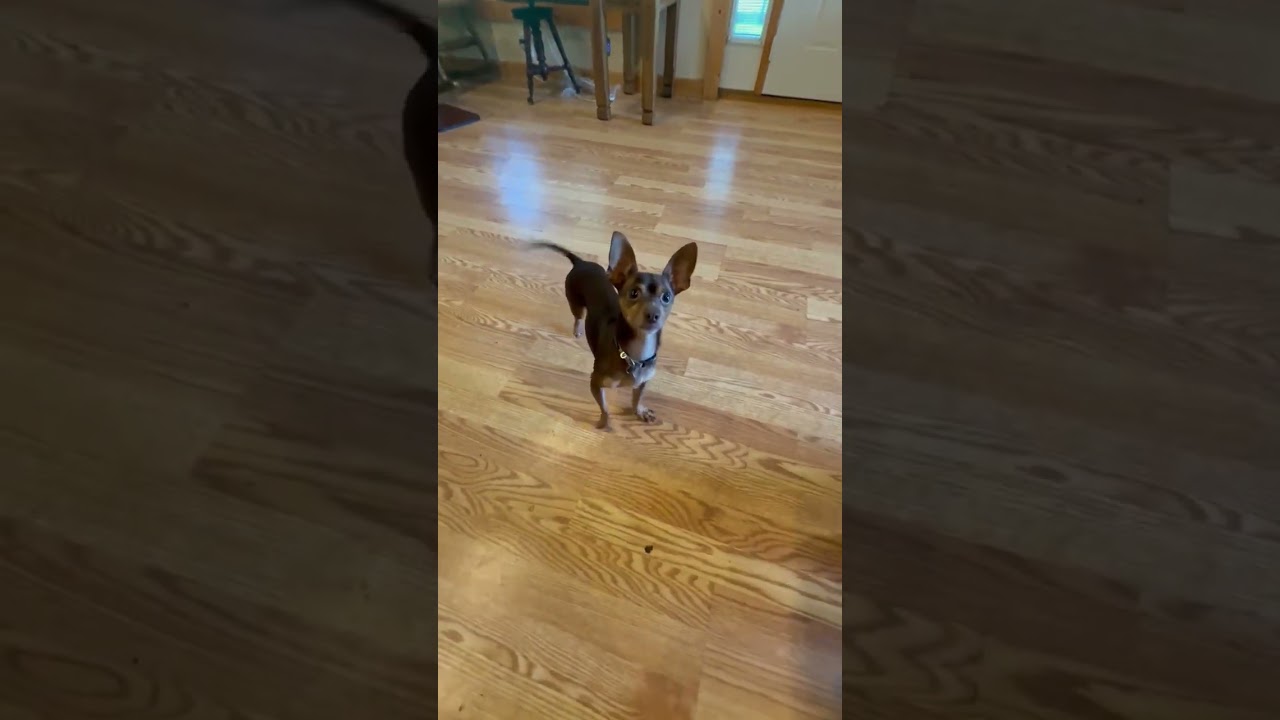 Enlarge Finnegan, a Adoptable mixed breed in Milton, GA video 6/6