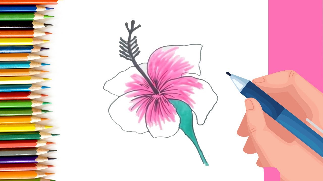 How to Draw Hibiscus flower