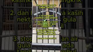 Download lagu cara agar cucak ijo cepat jambul #cucakijo  #muraibatu #lovebirds mp3