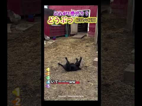 🎊100万再生されたバズった動画