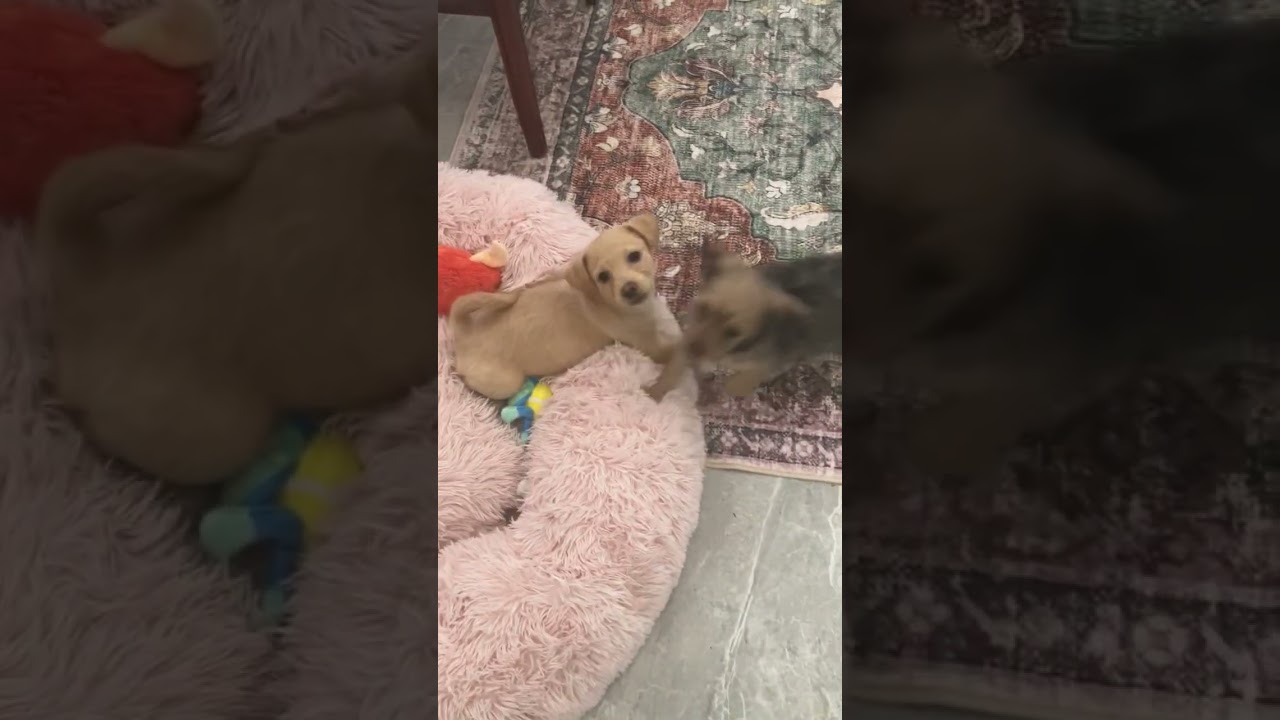 Enlarge Darby, a ADOPTABLE mixed breed in Santa Monica, CA video 4/4