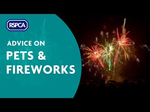 Advice on Pets & Fireworks