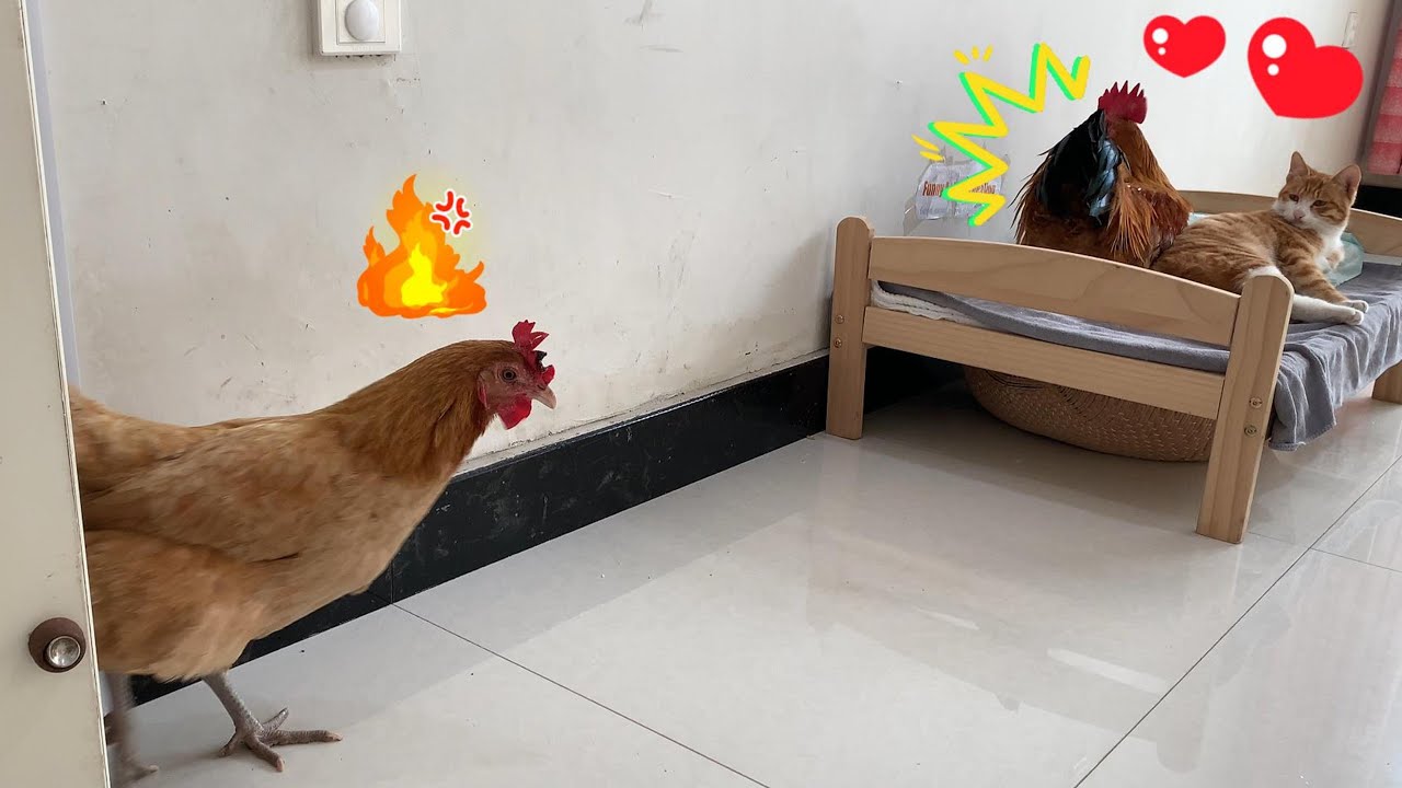 Wow! The hen suspected that the rooster fell in love with the kitten. Laugh I have a stomachache!