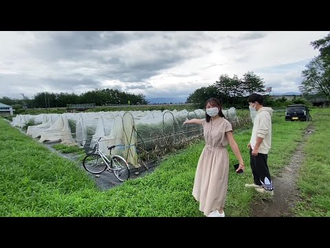 農学生命科学科 【農学部】松島憲一准教授 根本和洋助教（植物遺伝育種学研究室）2021オープンラボ動画