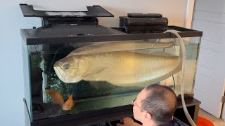 FISH TOO BIG to keep in HOME AQUARIUM!