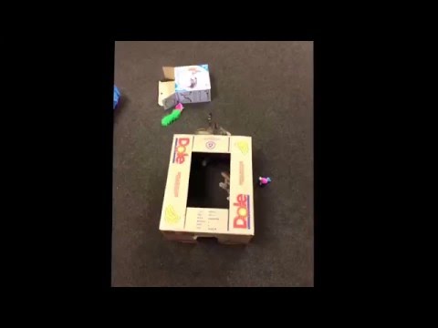 NZ Bengals - Dexter and Kenneth and the Box of Fun