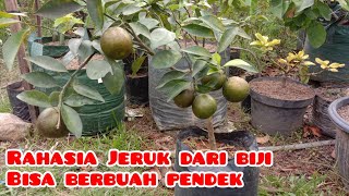 Download lagu RAHASIA ‼️ Terbukti ✔️Jeruk berbuah pendek tanam dari biji mp3 Download lagu RAHASIA ‼️ Terbukti ✔️Jeruk berbuah pendek tanam dari biji mp3