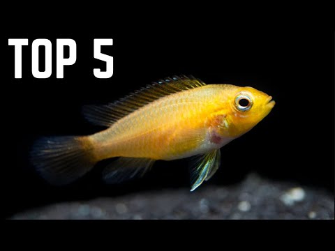 Top 5 BEST Fish for a 20 Gallon Aquarium!