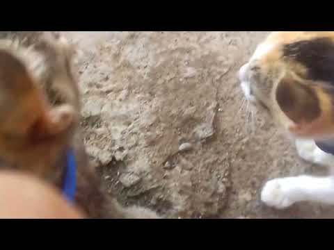 Is the talking kitty cat 12 - transportation