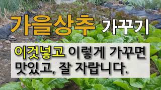 가을상추 가꾸기 이것 넣고 이렇게 가꾸면 맛있고 잘 자랍니다 주말농장 가을상추 가꾸기.