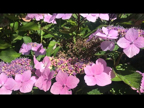 Daily LifeBuzz  Show🐝 How to ground yourself? #rightbrain V4