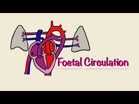 Foetal (Fetal) Circulation | Before and At Birth | Cardiac Physiology | Embryology