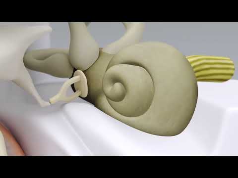 Estruturas do Ouvido Humano