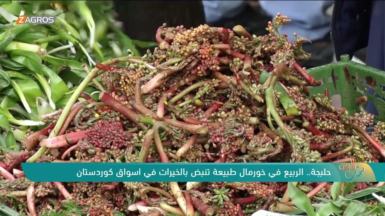 فيديو | الربيع في حلبجة.. طبيعة خورمال تنبض بالخيرات في أسواق كوردستان