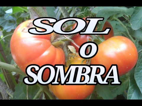 , title : 'como plantar tomates al sol o a la sombra'