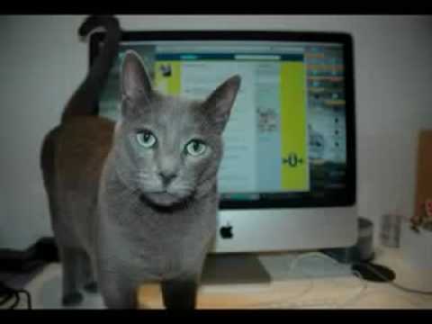 Misha: New Zealand's Next Top Cat Model