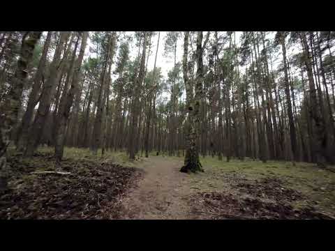 Gdzieś w lesie #gravel