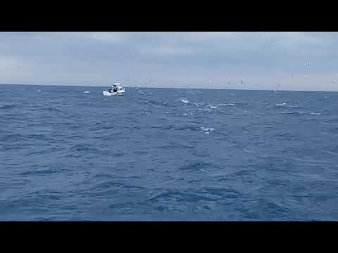 Southern Bluefin Tuna - Victor Harbor SA