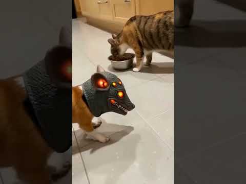 MININOS ASUSTADOS JAJAJAJAJ