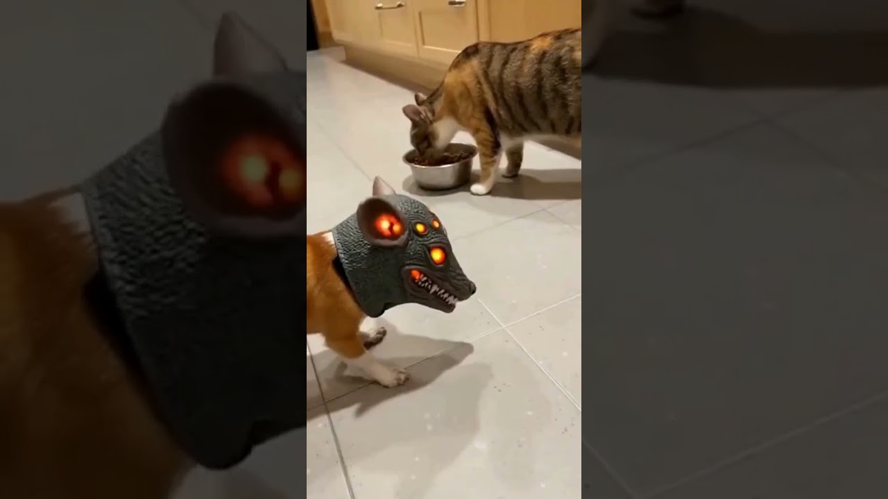 MININOS ASUSTADOS JAJAJAJAJ