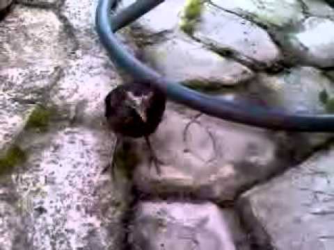 0519111243.3g2 Hope...a spoiled starling learning to eat red wigglers