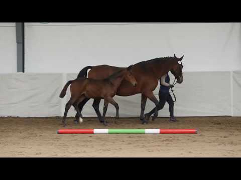 klacz Anabell rasa sp ur. 2019 ujeżdż. ( ESCAMILLO x LANDOR )