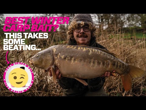 What's the best winter carp bait? This one takes some beating...