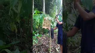 Download lagu mikat kutilang emas!! #shorts #mikat #kutilangemas mp3 Download lagu mikat kutilang emas!! #shorts #mikat #kutilangemas mp3