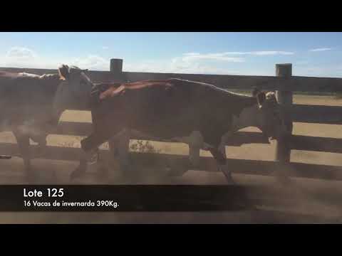 Lote 16 Vacas de Invernada 14 HE – 2 AA*HE 390kg -  en Ruta 21 km 306 (a 20 km de Dolores y 22 de Nueva Palmira) Dicose
