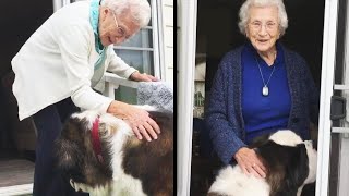 St. Bernard Keeps 95-Year-Old Widow Company