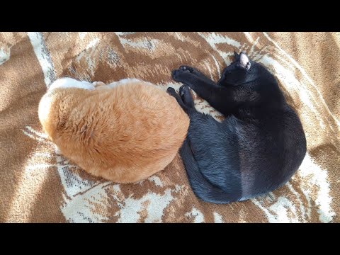 7 Common Cat Sleeping Positions And What They Mean