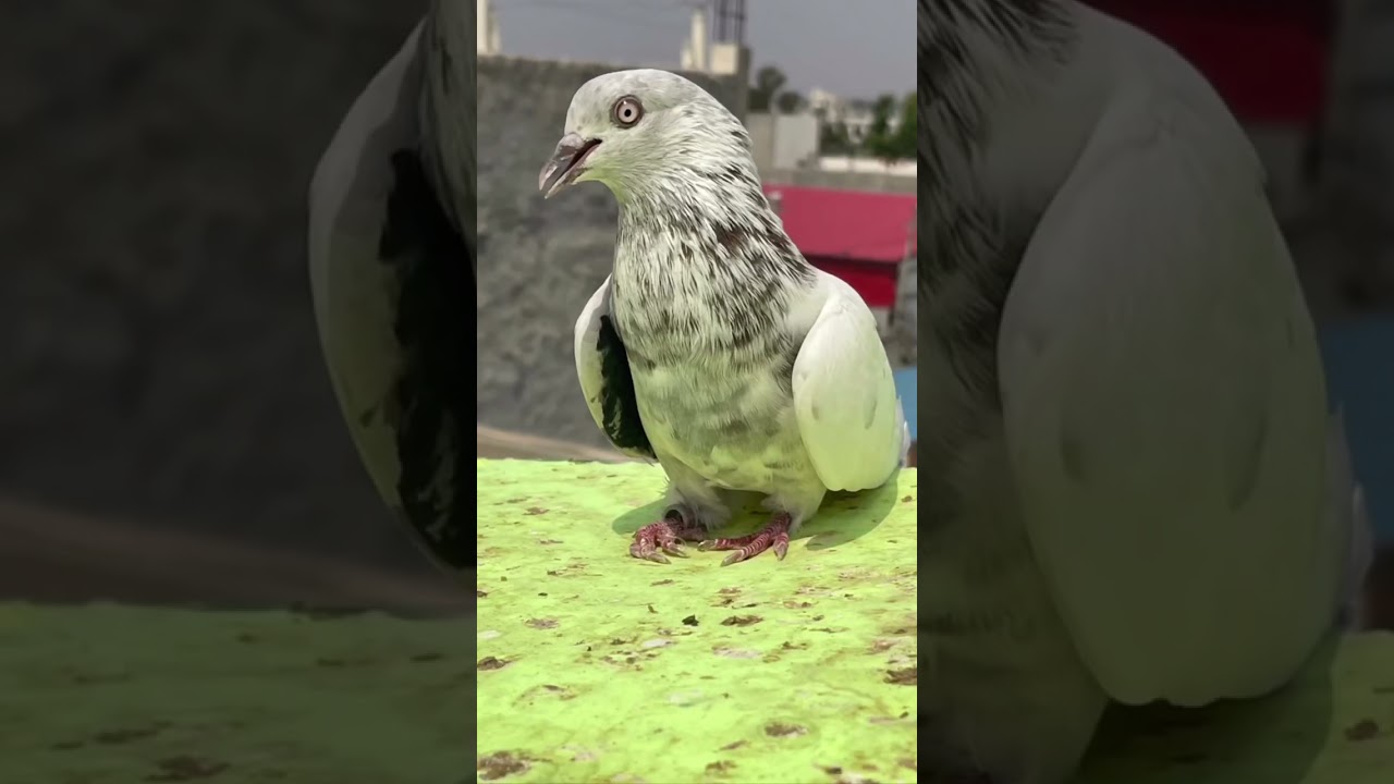 Malwai Kabootar landing #salekabootarjarman #pigeon #kabootar #whitepigeon