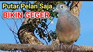 Download lagu Bahkan Volume Rendah Pun Bisa Menarik Perhatian _ SIARAN LANGSUNG Burung Merpati Lokal Bernyanyi di Alam Liar mp3