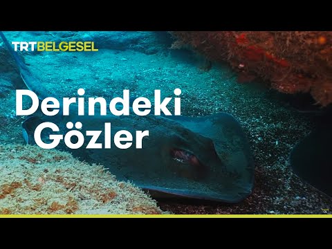 , title : 'Derindeki Gözler: Vatozların Dünyası | TRT Belgesel'