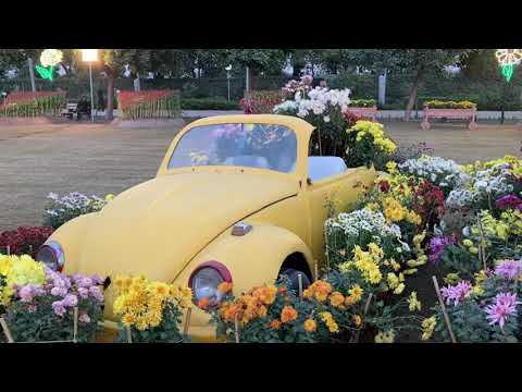 Chrysanthemum #Flowers #Show 2021 at #Jillani Park #Lahore