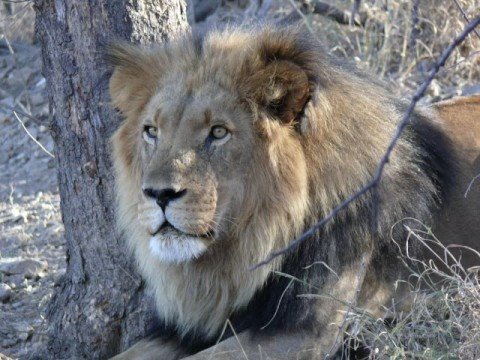 JOURNEY - Can't Tame The Lion