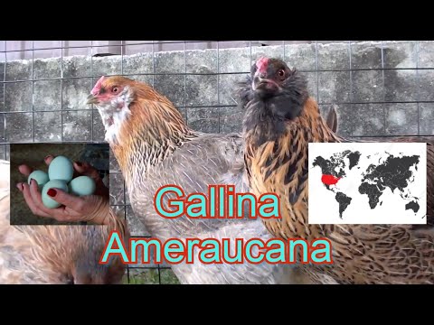, title : 'La gallina ameraucana'