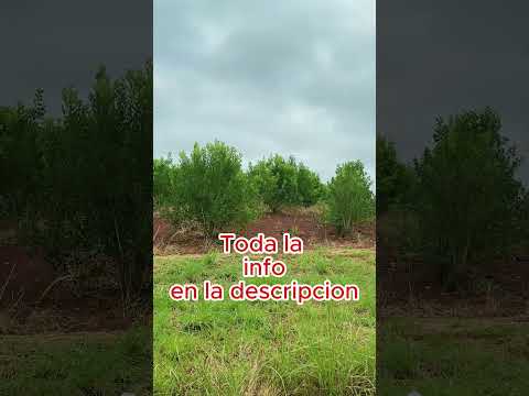De Misiones a Córdoba: Los Secretos Detrás de Yerba Mate Sol y Lluvia