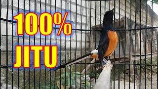 Download lagu Cukup SEKALI PANCING, Murai batu APAPUN bakal NYAUT GACOR dan Bongkar Muatan mp3 Download lagu Cukup SEKALI PANCING, Murai batu APAPUN bakal NYAUT GACOR dan Bongkar Muatan mp3