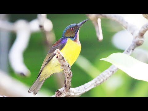 Nektárovka kokosová (Anthreptes malacensis) — spev a hlas v prírode