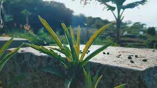 Download lagu STORY WA PAGI HARI || CINEMATIC ALAM AESTHETIC mp3