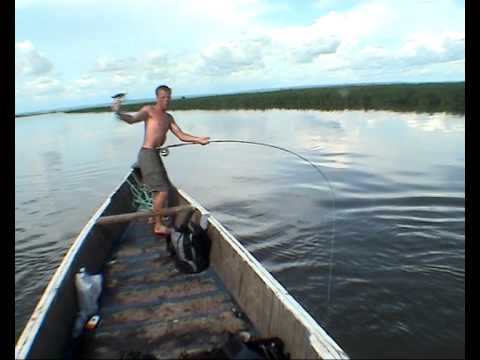 Zdolávaný tarpon přeskočí loď