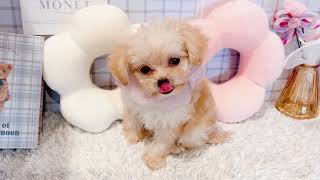 ハーフ犬の動画01