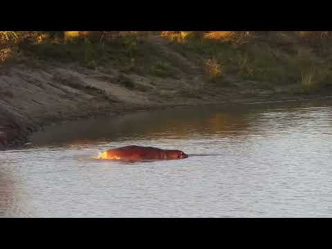 Djuma: Hippo getting a bit more active - 16:35 - 06/15/2023