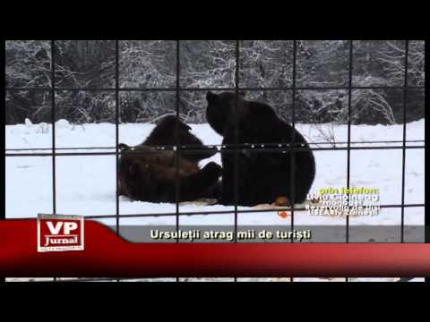 Ursuleții atrag mii de turiști