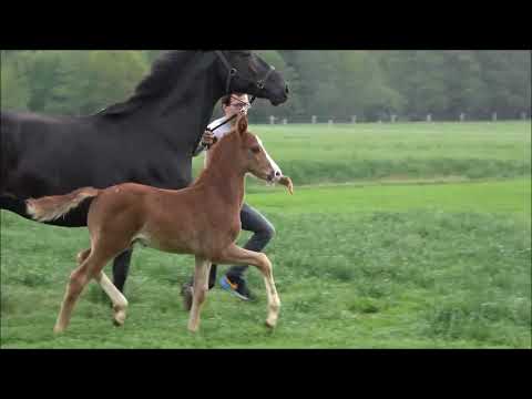 Dörge, Don Romance PS- Fürstenball-Abanos