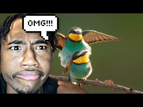 THESE BIRDS GOT FREAKY...