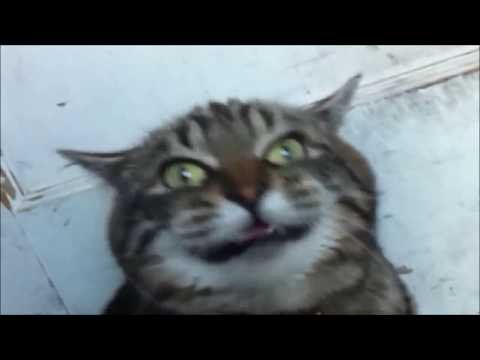 ä½•ã‹è¨€ã£ã¦ã‚‹â€¦ã¨ã¦ã‚‚ã‚ˆãã—ã‚ƒã¹ã‚‹çŒ« A well-talking cat #01 çŒ«ã®æ‰‹tv ...